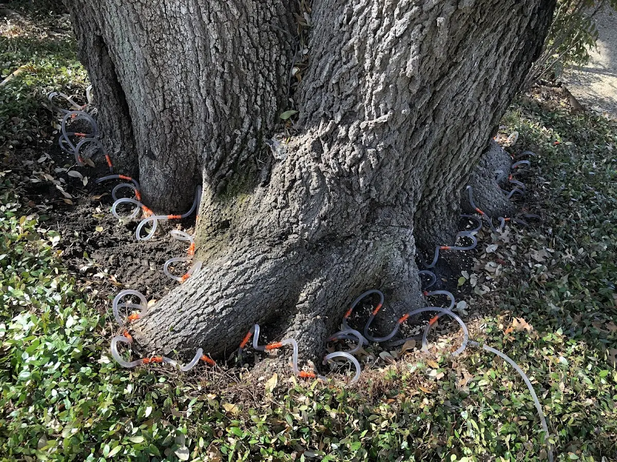 Detailed Tree Cabling and Bracing job site in Bayonne