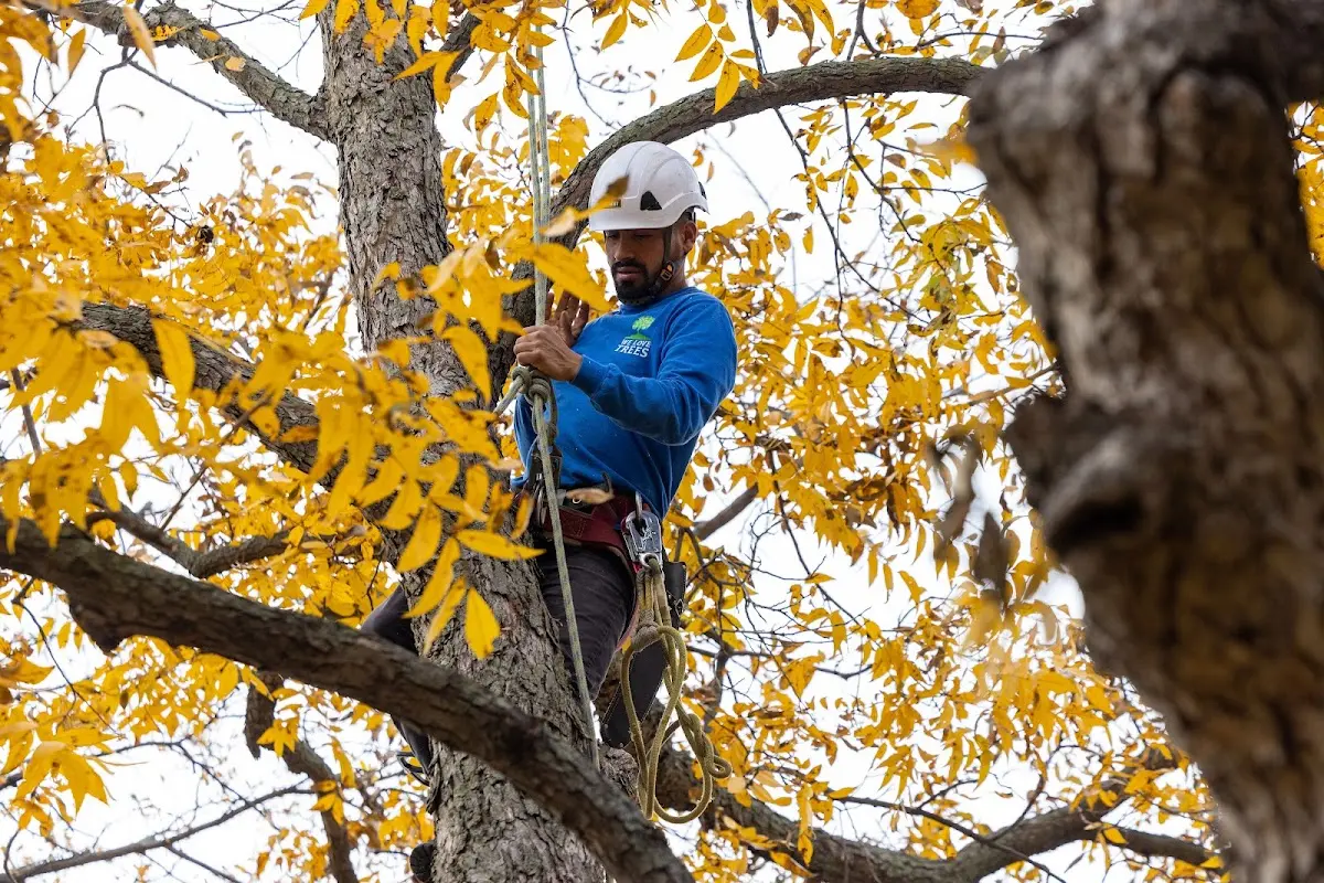 Skilled Tree Pruning crew working in Bayonne